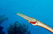 Atlantik-Trompetenfisch, Trompetenfisch, Aulostomus maculatus, Niederlaendische Antillen, Bonaire, Karibik, Karibisches Meer