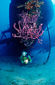 Taucher am Hilma Hooker Schiffswrack, Niederlaendische Antillen, Bonaire, Karibik, Karibisches Meer