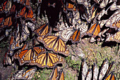 Monarch Butterflies (Danaus plexippus). Michoacan. Mexico