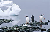 Gentoo Penguins (Pygoscelis papua). Antarctica