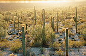 Saguro Cactus (Cereus giganteus). Chihuahuan Desert. Mexico