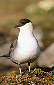 Long tailed Skua (Stercorarius longicaudus). Svalbard Archipelago. Norway