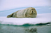 Bearded Seal (Erignathus barbatus)