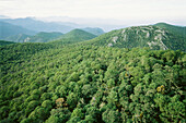 Pine forest. Altas Cimas Reserve. Sierra Madre. Tamaulipas. Mexico.