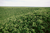 Tamaulipan tropical brush. South Ciudad Victoria. Tamaulipas. Mexico.