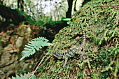 Spiny lizard (Sceloporus sp.). El Cielo Reserve. Tamaulipas. Mexico.