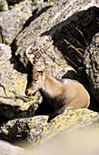 Spanish ibex (Capra hispanica). Gredos. Spain.