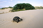 Texas tortoise (Gopherus berlandieri). Tamaulipas. Mexico.