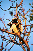 Coquerel s Sifaka (Propithecus verreauxi coquereli). Anjajavy, Madagascar