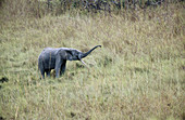 Forest Elephant (Loxodonta cyclotis), Lope National Park. Gabon