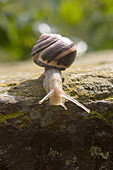 Snail