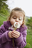 3 year old girl blowing a dandelion