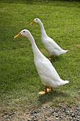 Two ducks, one standing in front of the other
