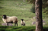 Sheep. The Trossachs. Scotland