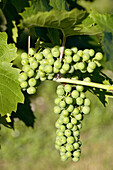 Bunch of grapes on vine. Long Grove, Illinois. USA