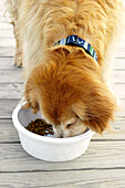 Older pet with collar, Golden retriever eat dog chow from white bowl, outdoors on deck. Chicago. Illinois, USA