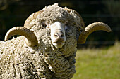 Saxon Merino sheep, look at camera, curved horns. New Zealand