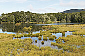 New Zealand. South Island. Mavora Lakes Park, tussock grasslands, pine trees, mountains in distance