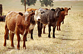 Cows. Colusa County, California. USA.