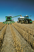 Harvesting corn with combine. Nebraska. USA.