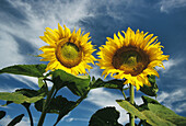 Sunflower detail. North Dakota. USA.