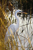 Everglades Natural Park, Florida USA