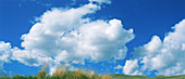 Cumulus clouds and grassland. Lamar Valley. Yellowstone NP. Wyoming. USA