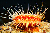 Rough fileclam (Lima scabra). Grand Cayman. Cayman Islands. Caribbean