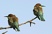 European Bee Eater (Merops apiaster). Soneja. Castellón province, Spain