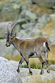 Spanish Ibex (Capra pyrenaica), Sierra de Gredos. Ávila province, Castilla-La Mancha, Spain