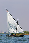 Traditional boats race, La Albufera, El Palmar. Valencia province, Comunidad Valenciana, Spain