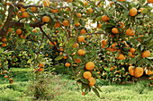 Tangerines orchard, Moncada. Valencia province, Comunidad Valenciana, Spain
