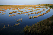 Parque natural Delta del Ebro. Tarragona. Ricefields. Catalonia. Spain..