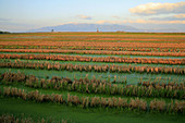 Ricefields in Poble Nou. Parque natural Delta del Ebro. Tarragona province, Catalonia, Spain