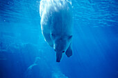 Polar bear (Ursus Maritimus)
