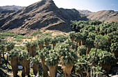 Palm Canyon. Agua Caliente. Cahuilla Indian Reservation. Palm springs. California. USA