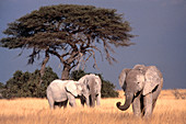 African Elephants (Loxodonta africana). Etosha NP. Namibia