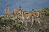 Guanacos (Lama guanicoe). Torres del Paine NP. Patagonia. Chile