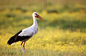 White Stork(Ciconia ciconia). Poland