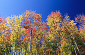 Colorful Maple trees. Indian Summer. New Hampshire. USA