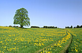 Meadow with dandelions and linden tree. Germany