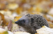 Hedgehog (Erinaceus europaeus), Germany