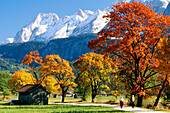 Ehrwald in Autumn with maple trees. Mieminger range. Tyrol, Austria.