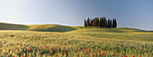 Group of cypresses in field with poppies. Val d Orcia. Tuscany. Italy.