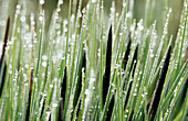 Grasses with water drops.