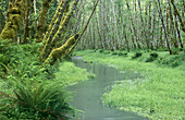 Brook through aspen forest, Quinault rainforest, Olympic National Park. Washington, USA