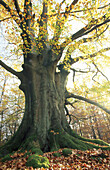 Beech tree. Hessen, Germany