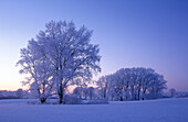 Snow-covered trees at sunset. Mecklenburg Western Pomerania, Germany