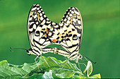 Lime butterfly (Papilio demoleus malayanus), Asia