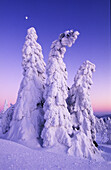 Snow-covered spruce trees at sunset, Ore Mountains, Saxony, Germany